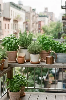 Apartment Herb Gardening: Small-Space US Urban Edition