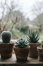 Cactus and Succulent Care in the British Climate