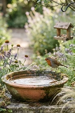 Inviting Nature Home: A Guide to Supporting Garden Wildlife