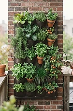 Vertical Gardening for Small Spaces