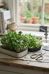 Indoor Edibles: Salad Leaves and Microgreens