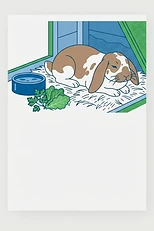 Rabbit Care for Beginners