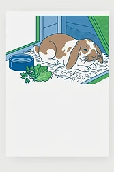 Rabbit Care for Beginners