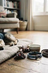 Picking Your Perfect Family Pet