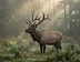 elk sighting