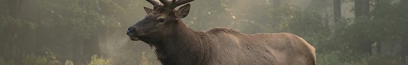 Majestic elk in morning mist