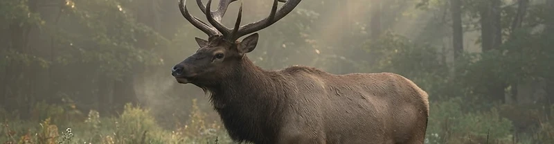 elk meadow