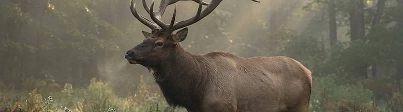 elk in mist