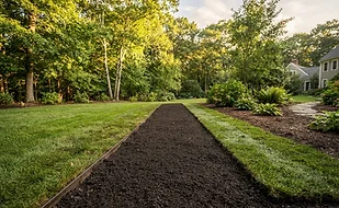 Illustration for Sod or seed: what a new lawn really needs
