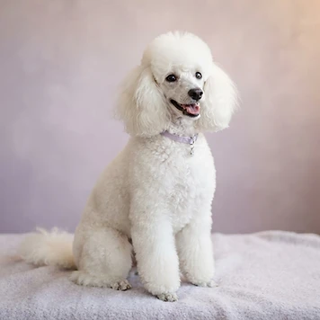 Freshly groomed white poodle