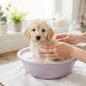 Puppy being gently bathed