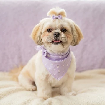 Happy shih tzu with bandana after a haircut