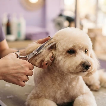 Professional grooming shears at work
