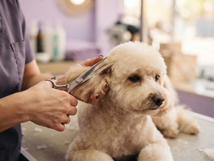 Gentle professional dog grooming in Tampa