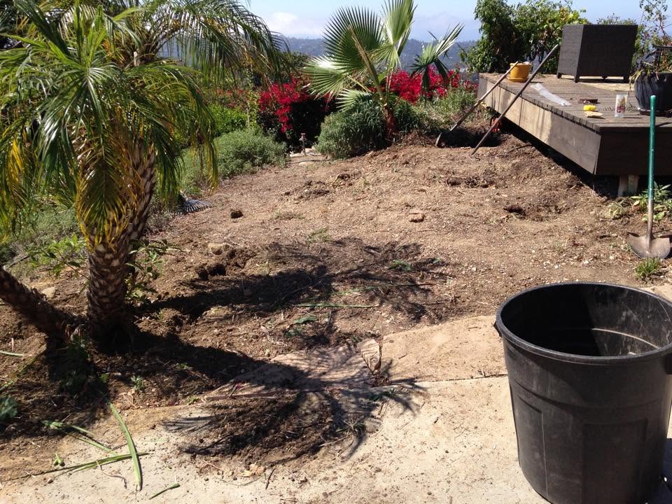 Hillside yard before regrading and edging by Reyes Gardening Services