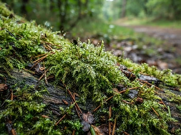 GreenScore