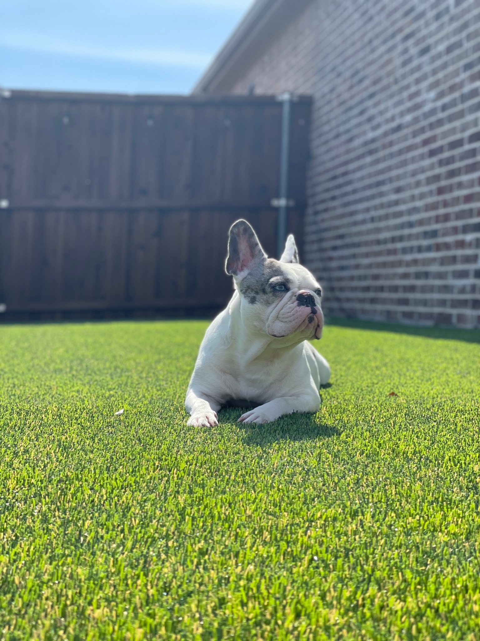 Pet Turf by Diamond Field Systems