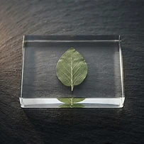 A single botanical leaf encased in glass, representing structure and preservation