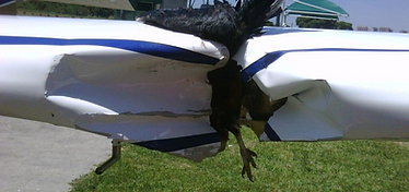 Bird strike embedded in wing leading edge