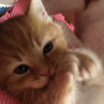 Cozy community kitten