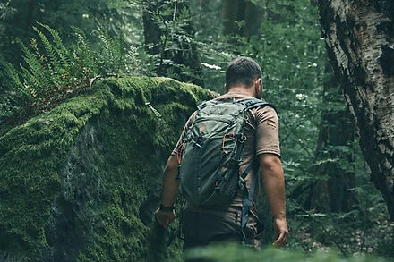 Dem Wald entgegen