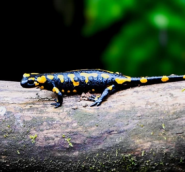 Feuersalamander