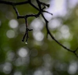 Morgentau