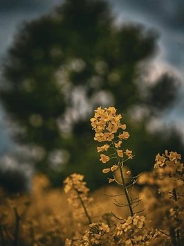 Goldener Halm