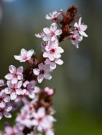 Frühlingsboten