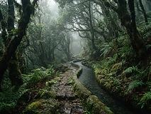 Levadas & laurel forest