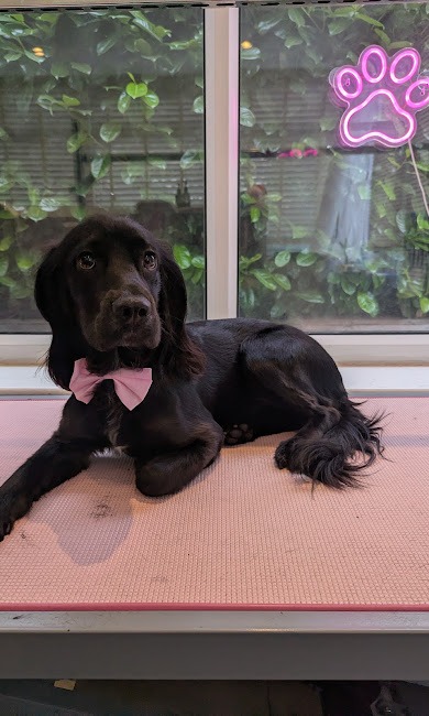 A happy, freshly groomed dog at Hot Paws Emporium in Walkden
