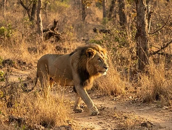 Gir Forest
