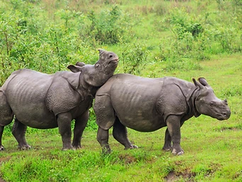 Kaziranga