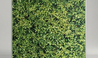 A green hedge backdrop with natural, dappled light