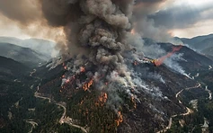 Hutan yang terbakar