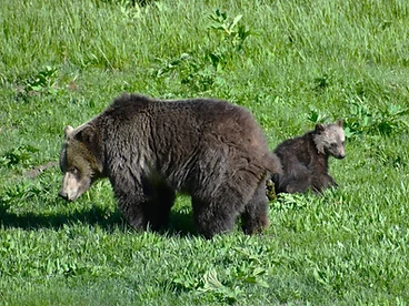 Grizzly & Cub — Meadow