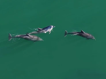Dolphin Pod — Aerial