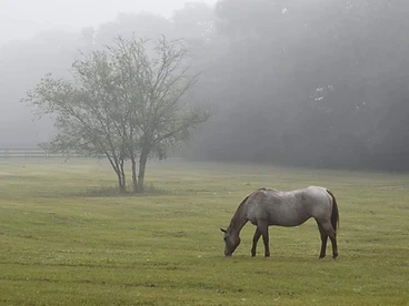 Fog Horse — Misty Pasture