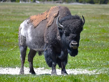American Bison — Plains