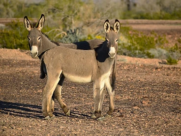 Burros — Desert Golden Hour