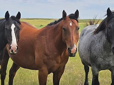 Three Amigos — Field Portrait