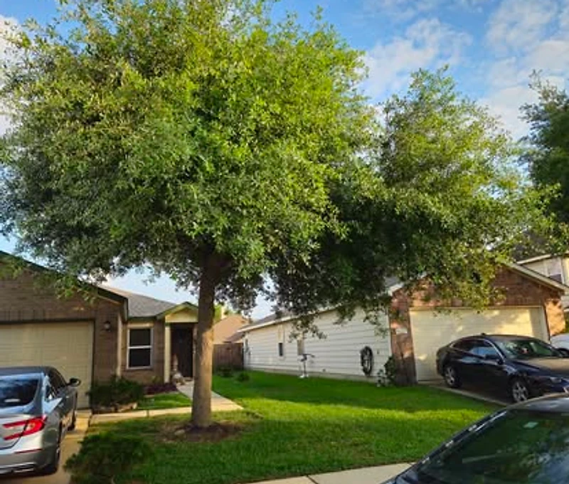 Tree pruning service
