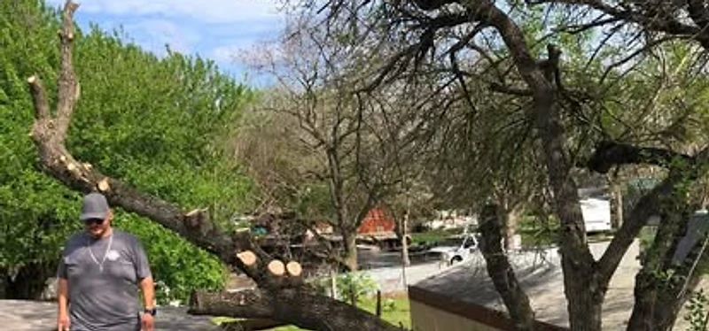 Tree pruning results