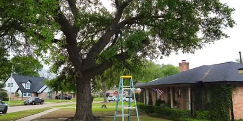 JJ's Tree Pruning at work