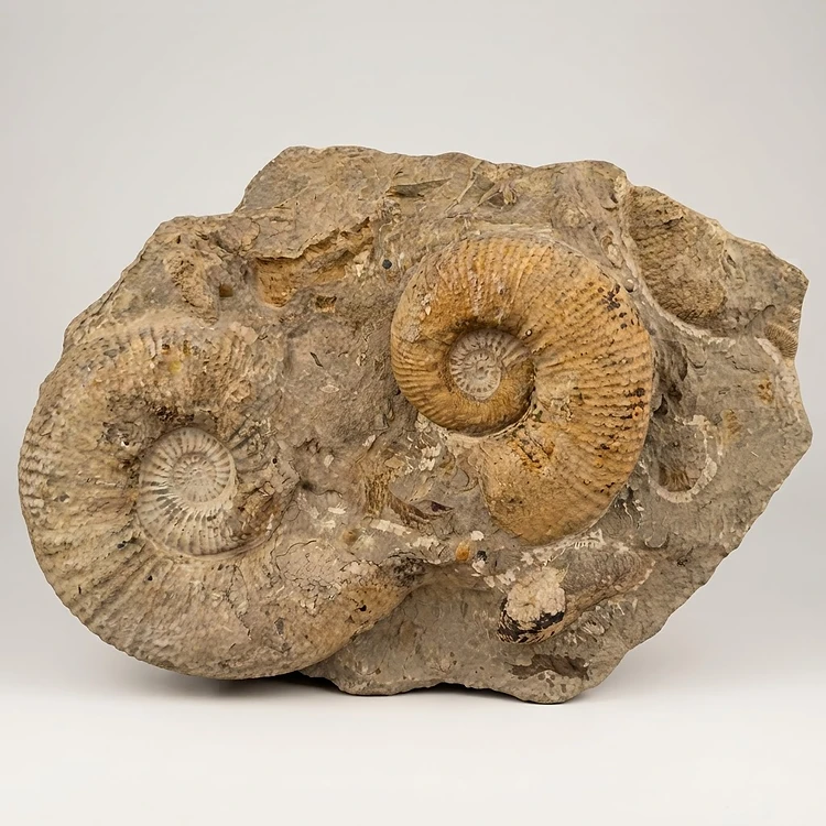 Placa con fósiles de ammonites