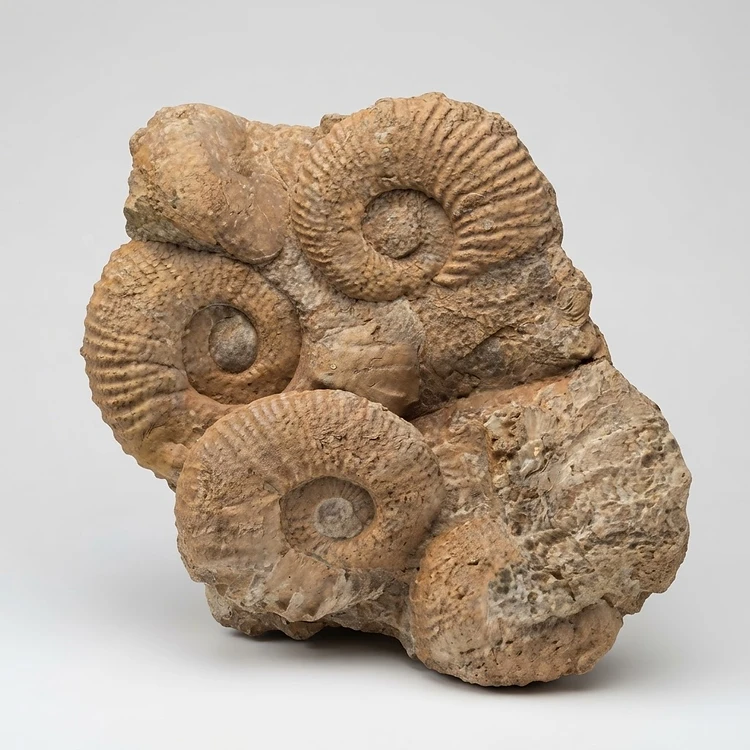 Placa con grupo de ammonites fósiles naturales