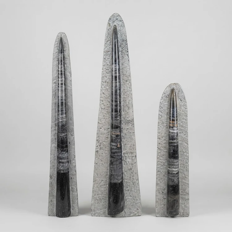 Conjunto de tres esculturas de ortoceras fosilizadas