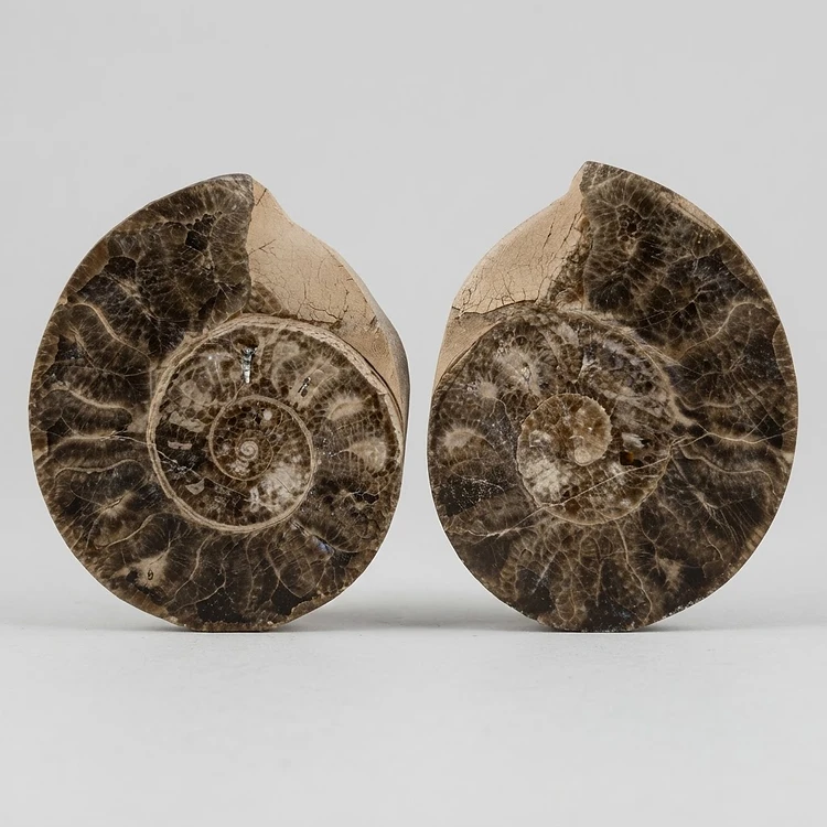 Par de Ammonites seccionados y pulidos
