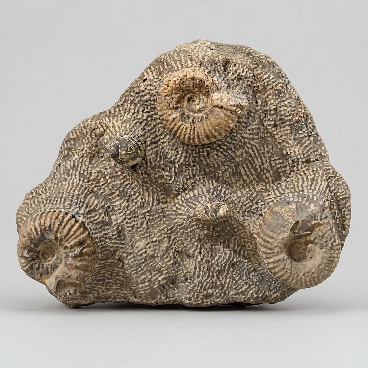 Placa decorativa con varios fósiles de ammonites