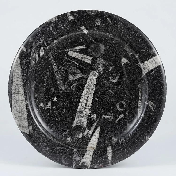 Plato decorativo en mármol con fósiles de ortoceras